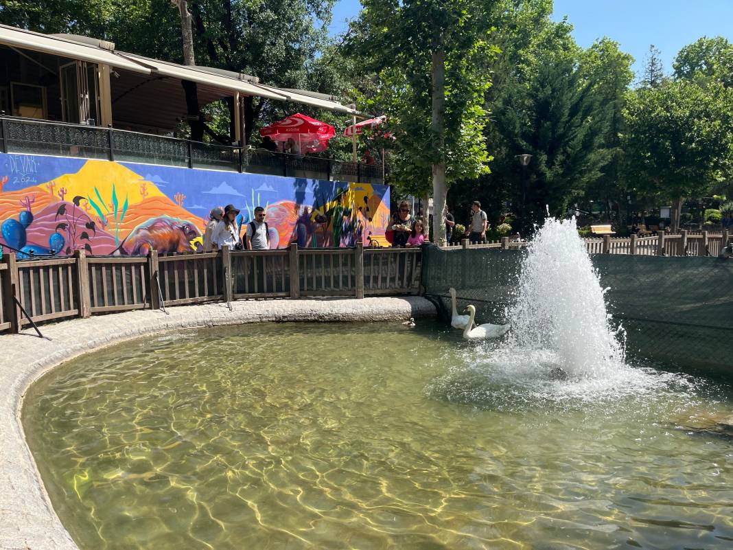 Kuğulu Park’ta 15 yıl sonra bir ilk gerçekleşti 5